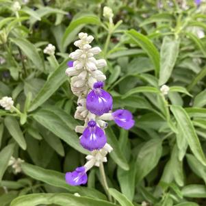 Salvia farinacea 'Blue Bicolor'